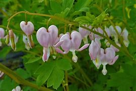 Image result for Dicentra spectabilis Cupid