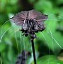 Image result for Flying Bat Flower