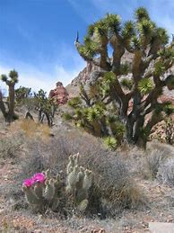 Image result for Nevada Desert Cactus