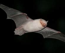 Image result for Northern White Bat
