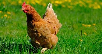 Image result for Poule Rousse