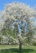 Bildergebnis für Prunus avium Sunburst