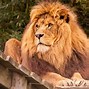 Image result for Noah's Ark Zoo