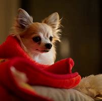 Image result for Cute Dogs Chihuahua