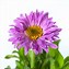 Image result for Aster alpinus Happy End