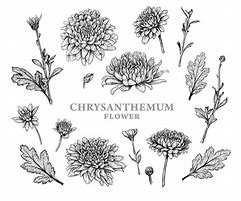 Image result for Chrysanthemum Japan