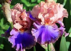 Image result for Iris foetidissima Pauls Gold