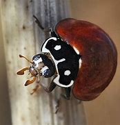 Image result for "lady-beetle-cycloneda"