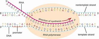 Image result for DNA and RNA Sequence