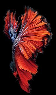 Image result for iPhone Fish Wallpaper Type