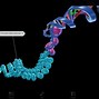 Image result for Nucleotide Gene DNA Chromosome