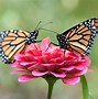 Image result for Pink Butterfly