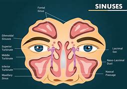 Image result for Sinus Wykres