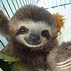 Image result for Cute Baby Sloth Wallpaper