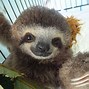 Image result for Baby Sloth Pics