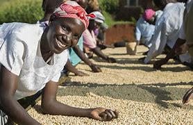 Image result for Coffee Farming