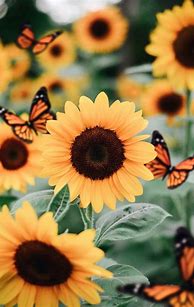 Image result for Aesthetic Sunflower Computer Background