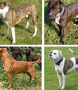Image result for Dog Breeds Starting with Z