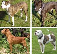 Image result for Pit Bull Terrier Dogs
