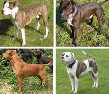 Image result for american pitbull bulls terriers