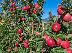 Image result for Italy Metal Apple Tree