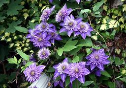 Image result for Variegated Clematis