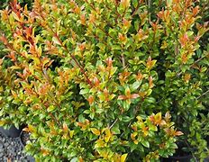 Image result for Syzygium Australe Elevation View Sketch