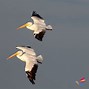 Image result for White Pelican Migration