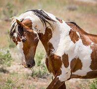Image result for Famous Wild Horse Photography