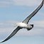 Image result for albatros