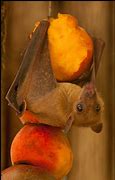 Image result for Cute Bat Eating Fruit
