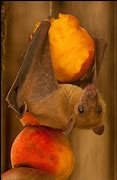 Image result for Fruit Bat Babies