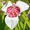 تصویر کا نتیجہ برائے Tigridia pavonia Alba Grandiflora