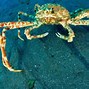 Image result for World's Biggest Japanese Spider Crab
