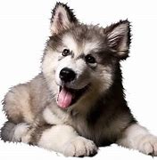 Image result for Really Cute Husky Puppies