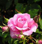 Image result for Rose Bloom
