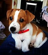 Image result for Jack Russell Puppies Pics