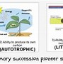 Image result for Examples of Pioneer Species