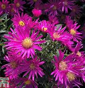 Image result for Aster Bahamas (r)