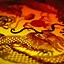 Image result for Year of the Dragon iPhone Wallpaper