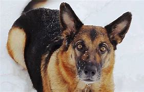 Image result for Cute Dogs German Shepherds