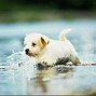 Image result for Beautiful Cute Dogs