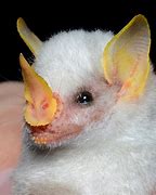 Image result for Honduran White Bat Wings