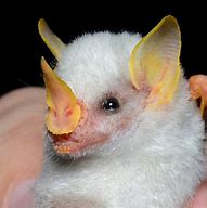 Image result for Honduran Black Bat