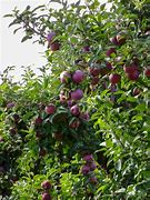 Image result for New York Apple Trees