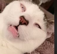 Image result for Creepy Smiling Cat Meme