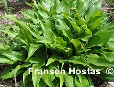 Image result for Hosta Little Red Joy