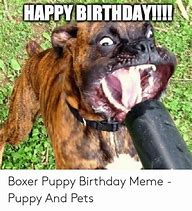 Image result for Happy Birthday Boxer Dog Meme