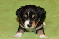 Image result for Tri Colored Australian Shepherd Puppies