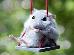 Image result for Funny Mouse